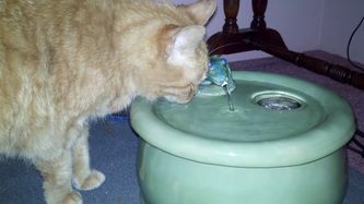 cat with her new pet drinking fountain